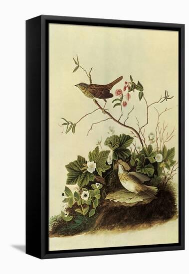 Lincoln's Sparrows-John James Audubon-Framed Stretched Canvas