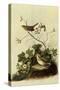 Lincoln's Sparrows-John James Audubon-Stretched Canvas