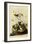 Lincoln's Sparrows-John James Audubon-Framed Giclee Print