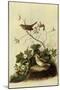 Lincoln's Sparrows-John James Audubon-Mounted Giclee Print