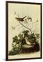 Lincoln's Sparrows-John James Audubon-Framed Giclee Print