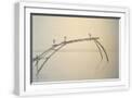 White Frame