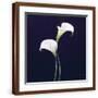 Brown Frame