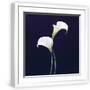 White Frame