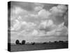 Lincolnshire Scenery-null-Stretched Canvas