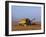 Lincolnshire, Walcot, Combine Harvester Harvesting Wheat, England-John Warburton-lee-Framed Photographic Print