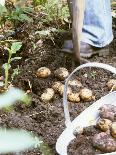 Harvesting Potatoes: Lifting Potatoes out of Ground with Fork-Linda Burgess-Photographic Print