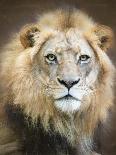 Portrait of a Young Male Lion-Linda D Lester-Photographic Print