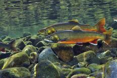 Brown Trout (Salmo Trutta) Fry on River Bed, Cumbria, England, UK, September-Linda Pitkin-Photographic Print