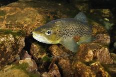 Brown Trout (Salmo Trutta) Fry on River Bed, Cumbria, England, UK, September-Linda Pitkin-Photographic Print