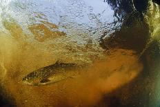 Brown Trout (Salmo Trutta) in Turbulent Water at a Weir, River Ettick, Selkirkshire, Scotland, UK-Linda Pitkin-Photographic Print