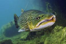 Brown Trout (Salmo Trutta) in Turbulent Water at a Weir, River Ettick, Selkirkshire, Scotland, UK-Linda Pitkin-Photographic Print