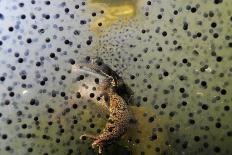 Brown Trout (Salmo Trutta) in Turbulent Water at a Weir, River Ettick, Selkirkshire, Scotland, UK-Linda Pitkin-Photographic Print