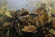 Common Toad (Bufo Bufo) in a Pond, with Toad Spawn and Frogspawn, Coldharbour, Surrey, UK-Linda Pitkin-Photographic Print