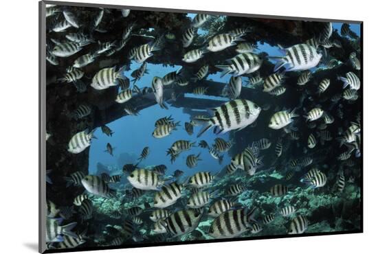 Photographic Print, , large