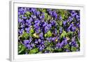 Chelsea White