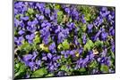 Wood Mount
