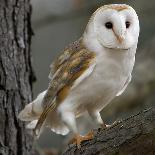 Young Ural Owl-Linda Wright-Photographic Print