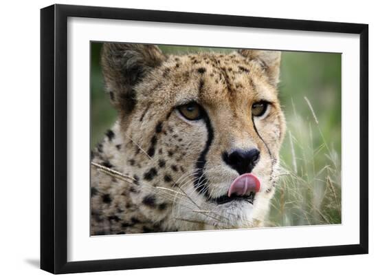 Premium Photographic Print, , large