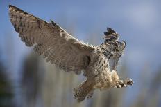 Young Ural Owl-Linda Wright-Photographic Print