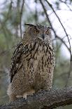 European Eagle Owl In Flight-Linda Wright-Photographic Print