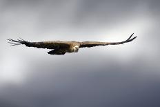 European Eagle Owl In Flight-Linda Wright-Photographic Print