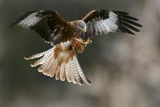 European Eagle Owl In Flight-Linda Wright-Photographic Print