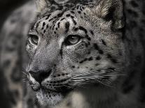 Snow Leopard-Linda Wright-Framed Photographic Print