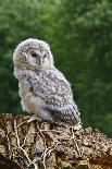 Young Ural Owl-Linda Wright-Photographic Print