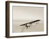 Lindbergh's Spirit of St Louis Airplane-Detlev Van Ravenswaay-Framed Photographic Print