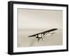 Lindbergh's Spirit of St Louis Airplane-Detlev Van Ravenswaay-Framed Photographic Print