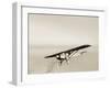 Lindbergh's Spirit of St Louis Airplane-Detlev Van Ravenswaay-Framed Photographic Print