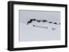 Lindblad Expeditions Guests from the National Geographic Explorer Hiking at Orne Harbor, Antarctica-Michael Nolan-Framed Photographic Print