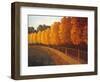 Linden Trees in Autumn-Max Hayslette-Framed Giclee Print