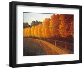 Linden Trees in Autumn-Max Hayslette-Framed Giclee Print