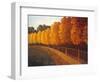 Linden Trees in Autumn-Max Hayslette-Framed Giclee Print