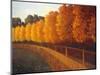 Linden Trees in Autumn-Max Hayslette-Mounted Giclee Print
