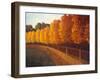 Linden Trees in Autumn-Max Hayslette-Framed Giclee Print