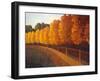 Linden Trees in Autumn-Max Hayslette-Framed Giclee Print