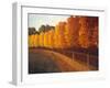 Linden Trees in Autumn-Max Hayslette-Framed Giclee Print