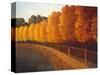 Linden Trees in Autumn-Max Hayslette-Stretched Canvas