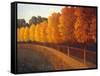 Linden Trees in Autumn-Max Hayslette-Framed Stretched Canvas