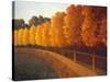 Linden Trees in Autumn-Max Hayslette-Stretched Canvas