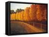 Linden Trees in Autumn-Max Hayslette-Framed Stretched Canvas