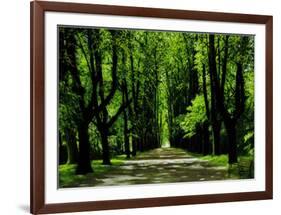 Lindenallee-Andreas Scholz-Framed Art Print