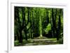 Lindenallee-Andreas Scholz-Framed Art Print