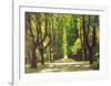 Lindenallee-Andreas Scholz-Framed Art Print