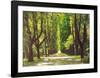 Lindenallee-Andreas Scholz-Framed Art Print