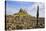 Lindisfarne Castle, Holy Island, Northumberland, England, United Kingdom, Europe-Gary Cook-Stretched Canvas