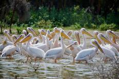 Africa: Kenya: a Flock of Yellow Beaked Pelican Looks Out for Food-Lindsay Constable-Framed Photographic Print